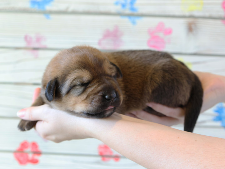 chinook puppy